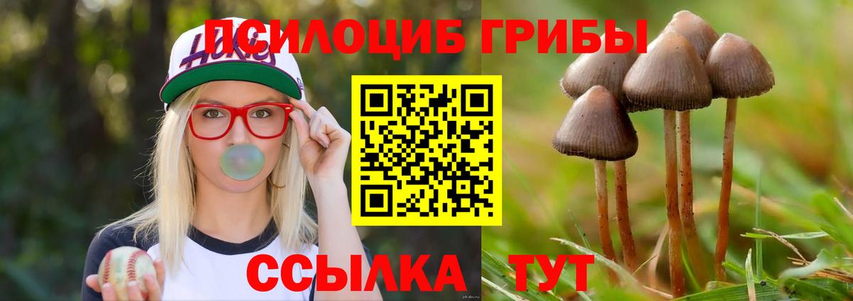 Куйбышев  Псилоцибиновые грибы Cubensis  Вход с VPN 